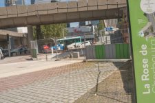 Rose de Cherbourg : pas facile de passer d’un échangeur routier au jardin public