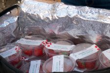 Leurs fraises cultivées en conteneurs envahissent l’Île-de-France