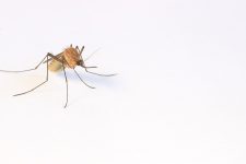 Cas de dengue dans le département : attention aux moustiques !