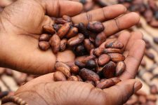 Cultivez-vous sur le cacao avec « Ti coup d’œil sou Haïti »